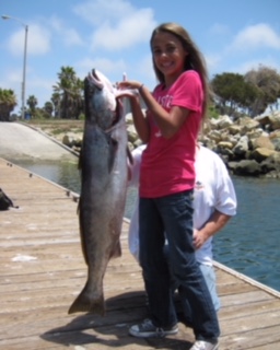 Hali-Seabass