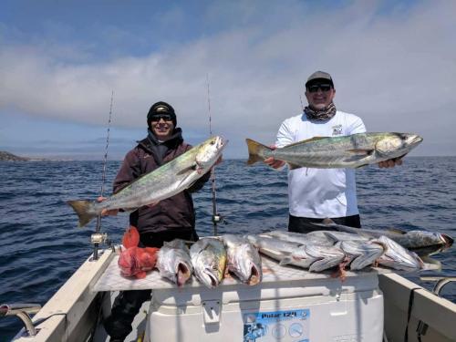 school-seabass
